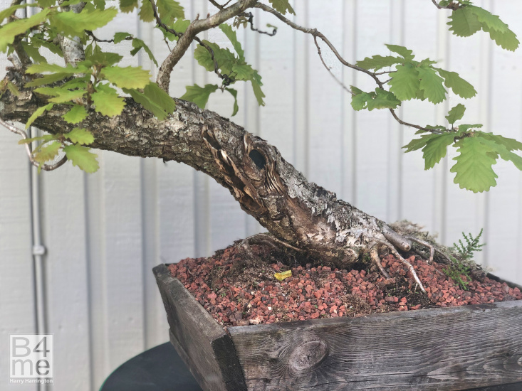 oak bonsai